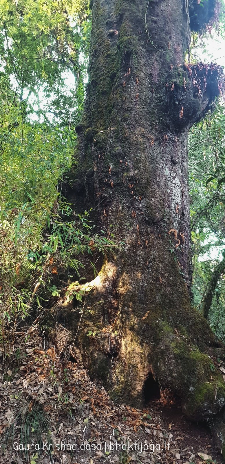  Trees. Shivapuri mountain. Kathmandu. 2019.01.15